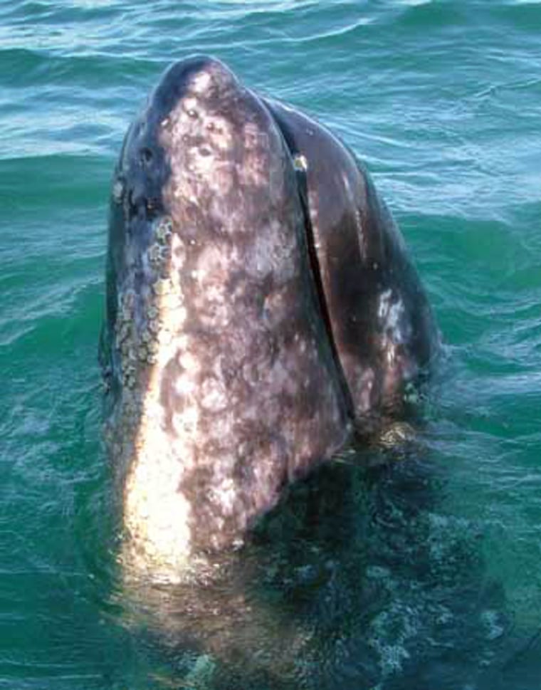A gray whale, spotted off the coast of Baja California. The whales usually spend their summers feeding in the waters of the North Pacific, but lately these regions haven't provided enough food.