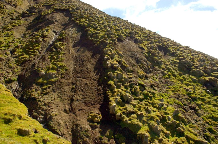Landslides caused by feral rabbits have destroyed fragile penguin colonies on a remote Australian island near Antarctica, and millions more seabirds are under threat, the environmental group WWF said on Tuesday.