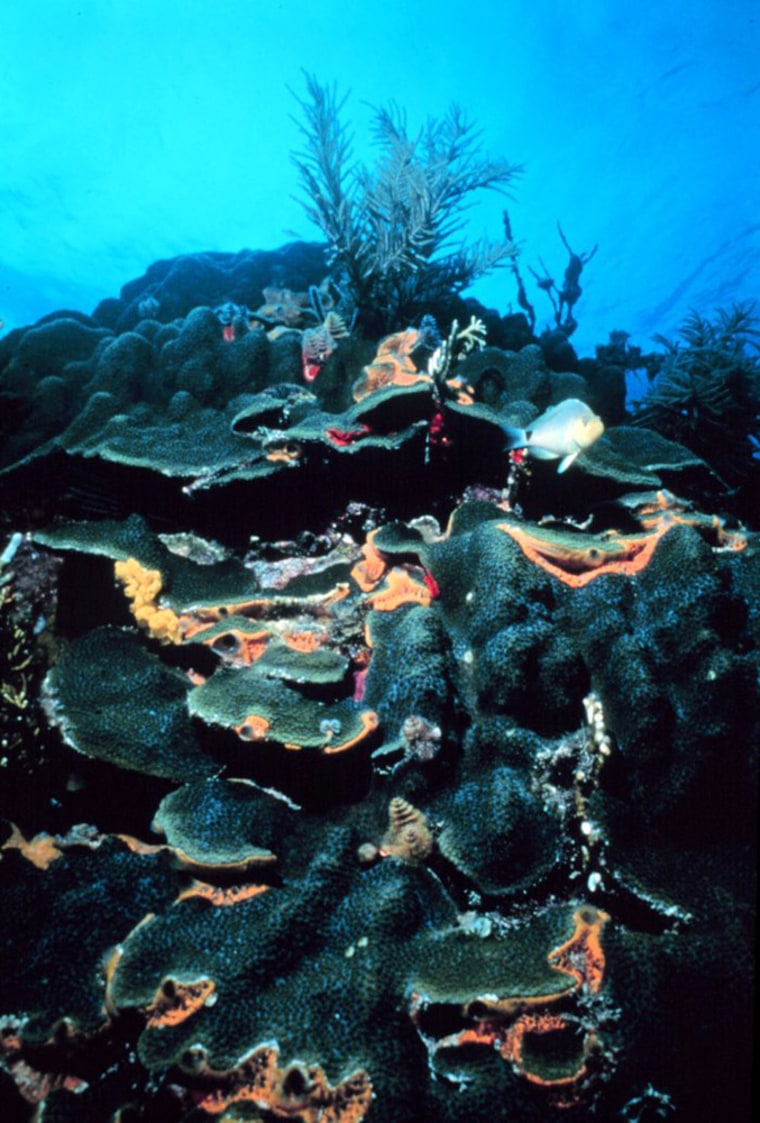Colonies of boulder star coral like this one provide rich habitat for marine life but their numbers are dwindling in the Caribbean.