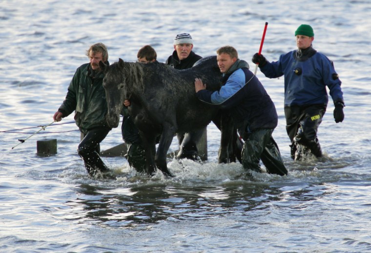 Rescue workers lead the last horse of a herd through flooded fields from a small knoll in Marrum, northern Netherlands, Friday, Nov. 3, 2006. Rescue workers saved a herd of around 100 horses that have been stranded on a tiny knoll since a fierce storm threatened to submerge them three days ago, in an incident that has transfixed the nation. The last horse collapsed when arriving on the mainland and was later taken to a stable by tractor. (AP Photo/Peter Dejong)