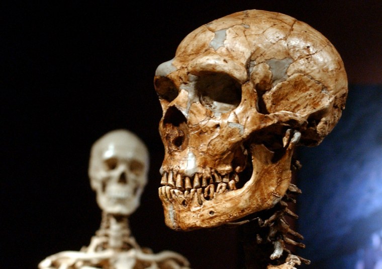 A reconstructed Neanderthal skeleton, right, and a modern human version of a skeleton, left, from a 2003 exhibit at the Museum of Natural History in New York. The Neanderthal skeleton. A new study provides indirect evidence that modern Homo sapiens and Neanderthals interbred at some point. 