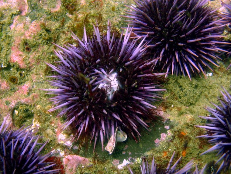 The purple sea urchin is found along North America's west coast from Baja to Alaska. Scientists say about 70 percent of the sea urchin's genes have a human counterpart.