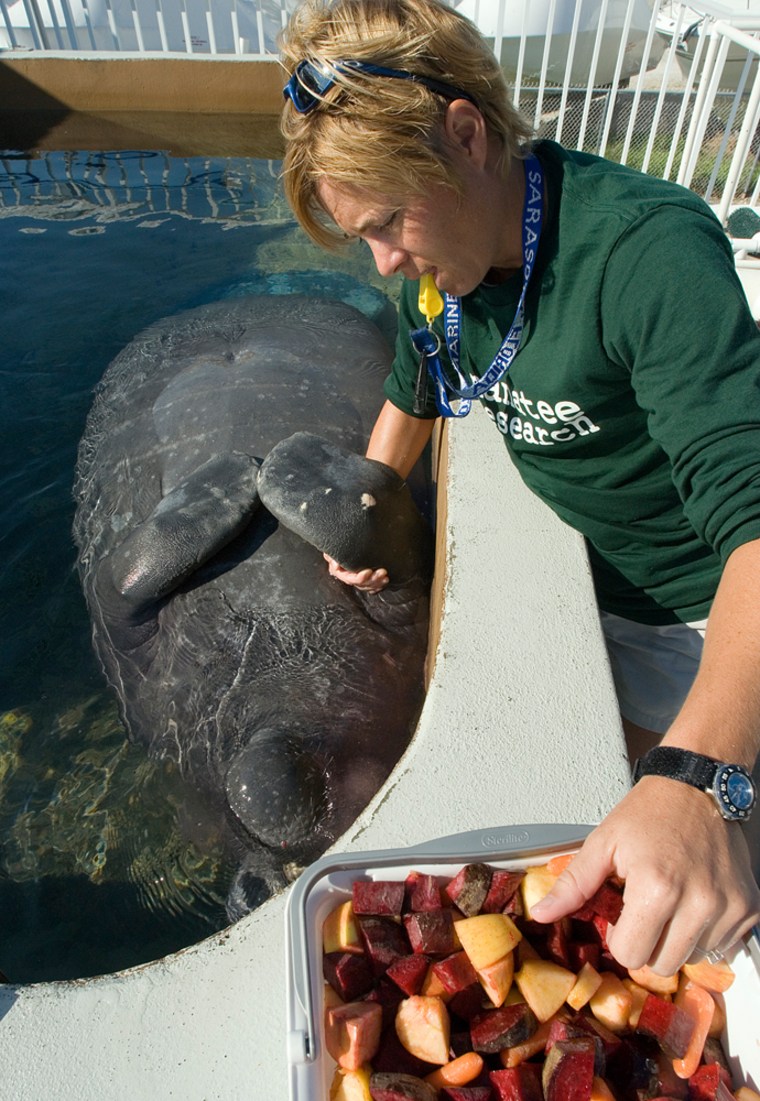 ** ADVANCE FOR WEEKEND EDITIONS, NOV. 11-12- ** Manatee care researcher Adrienne Cardwell feeds a manatee after its morning training session at the Mote Marine Laboratory,Oct. 27, 2006 in Sarasota, Fla. (AP Photo/Steve Nesius)