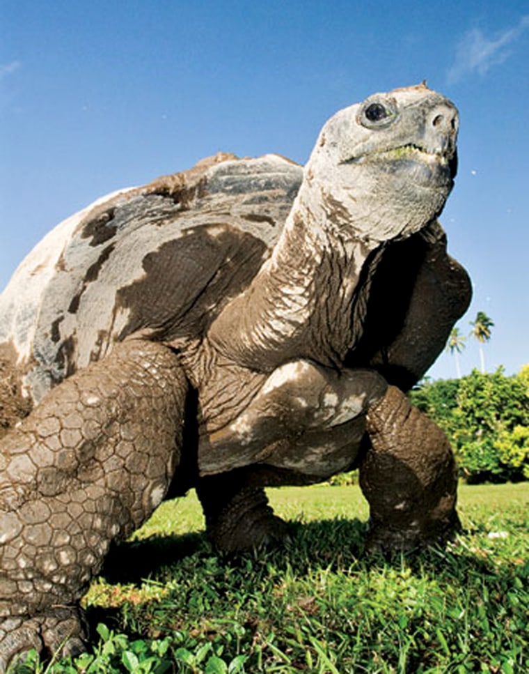 A giant land tortoise, probably more than 100 years old, roams the chic, private island of Fregate.