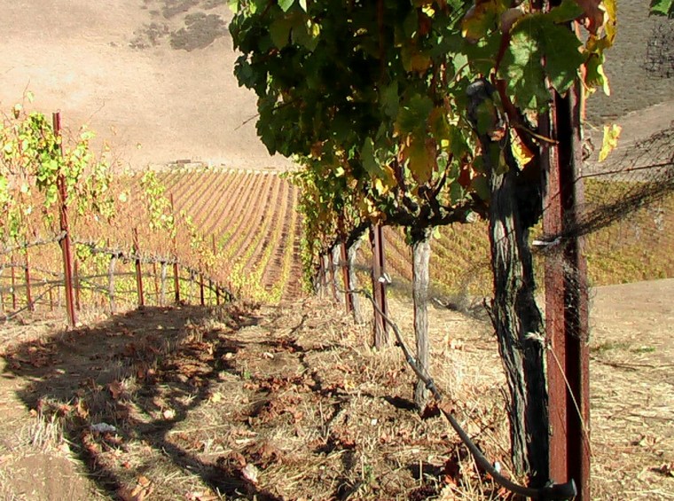 Qupe's Hillside Estate syrah block at the Bien Nacido Vineyard, Santa Maria, California.