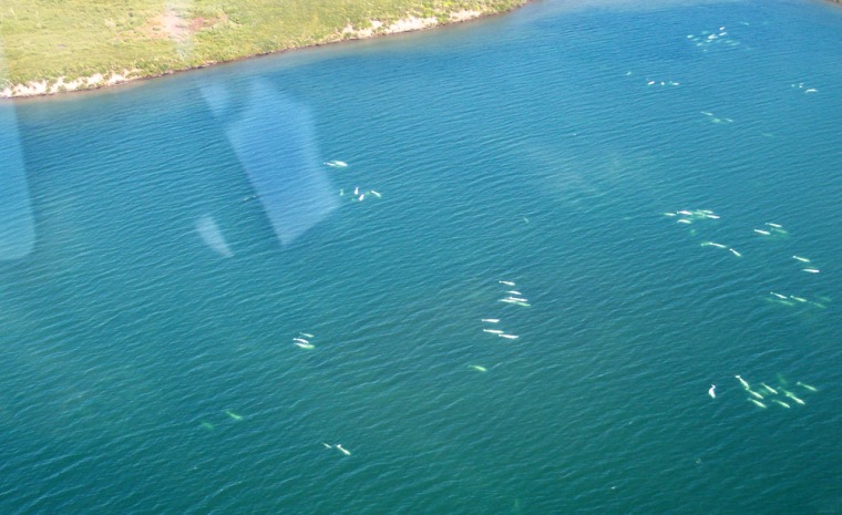 Some of the 250 beluga that entered a lake region of northwest Canada are seen last August. Since then, the channel back out to the ocean has frozen solid.