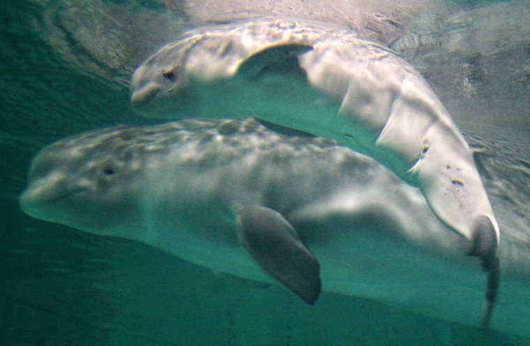 Yulka (L), a beluga whale swims with her
