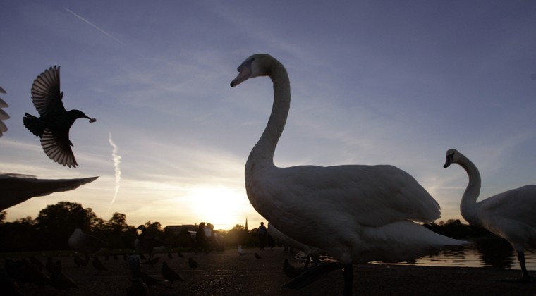 Traditionally, swans have been counted among the few animal species that form lifelong pair bonds, but scientists have found that they occasionally cheat, abandon and even "divorce" each other, just like humans.
