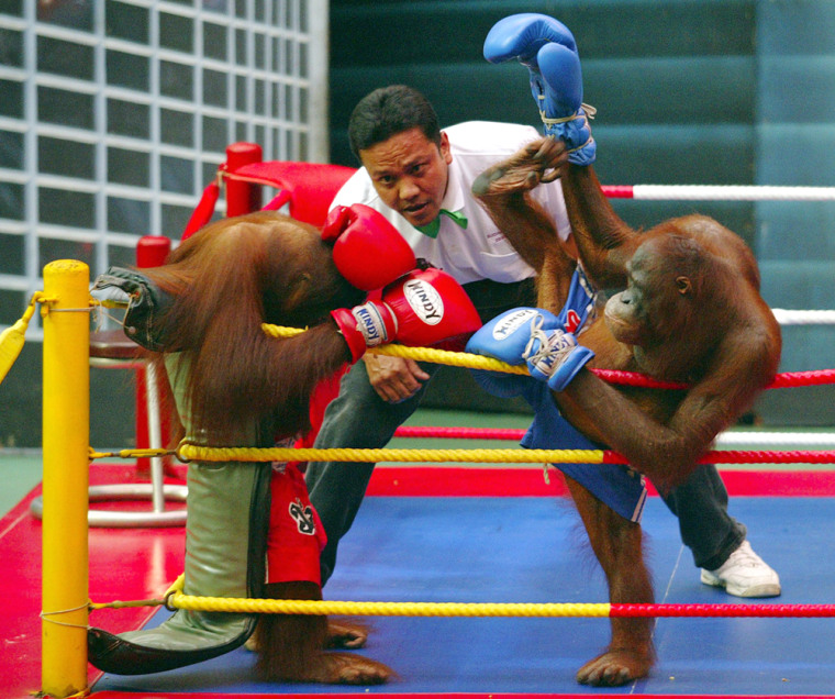 File photo of orangutan performing at boxing show at Safari World animal park in Bangkok