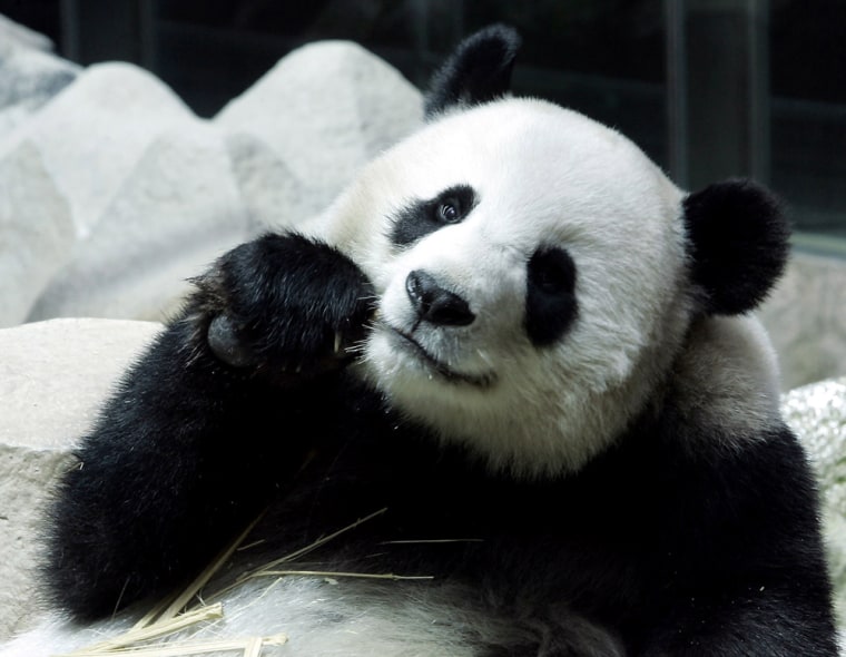 Lin Hui, a female Panda on a ten-year loan from China is seen eating bamboo at Chiang Mai zoo in Chiang Mai, Thailand. Zhang Zhihe, a leading expert, attributes China's record-high panda birth rate to painstaking research — and panda porn. 