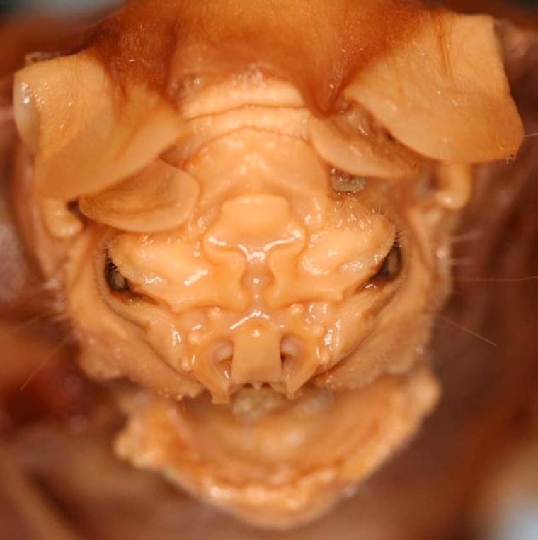 A wrinkle-faced bat, Centurio senex, native to Latin America. The strangely intricate wrinkles and grooves around its nostrils help shape bat sonar, a new study found. 