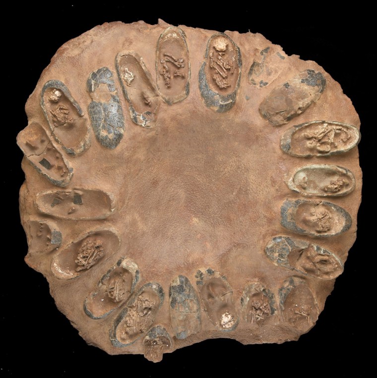 The remnants of 22 dinosaur eggs are arranged in a circle within the fossilized nest.