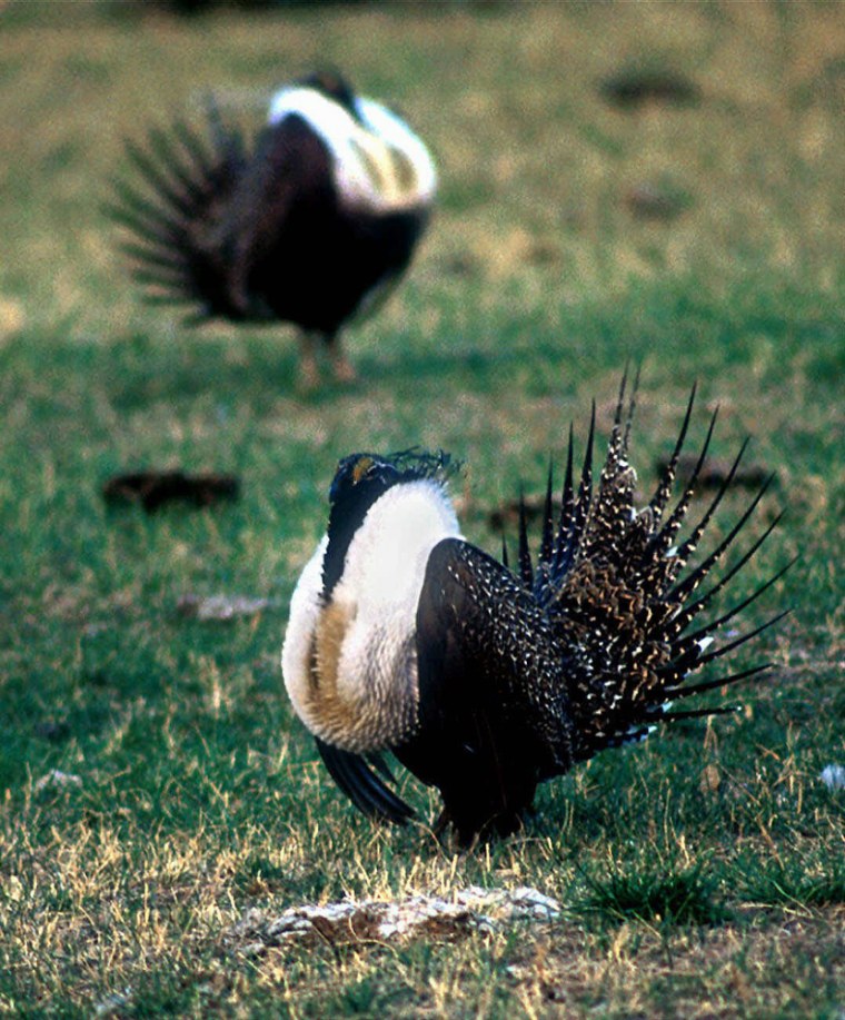 Of an estimated 16 million sage grouse that the government says may once have covered expanses of the western United States and Canada, as few as 100,000 greater sage grouse may remain. 