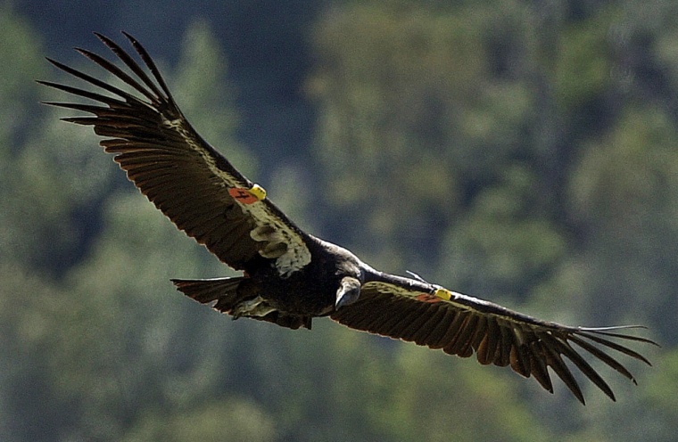 Forty-six condors have died or disappeared after being released in California from 1992 through July 2006, said the San Francisco-based Center for Biological Diversity. 