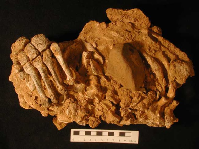Neanderthal fossil bones in a block of cemented sand and clay, with foot bones on left, and ribs and vertebra on right. The remains were excavated from a cave site in El Sidrón, Spain.