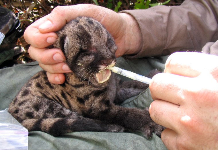 Florida panther kitten