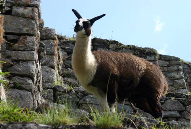 A llama photographed in Peru. 