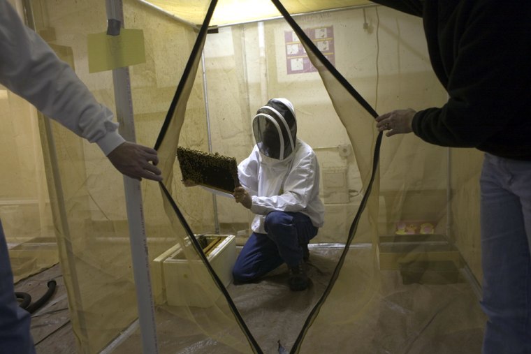Los Alamos Laboratory Trains Bees To Detect Explosives