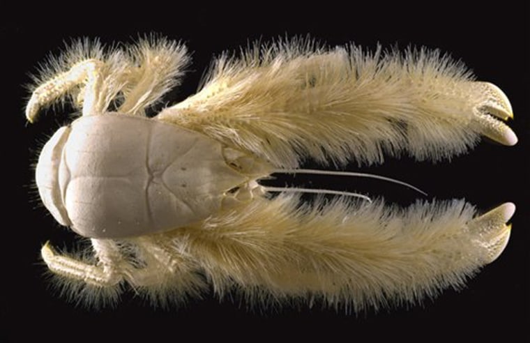 ** EMBARGOED UNTIL 1 P.M. EST, SUNDAY, DEC. 10, 2006  ** This undated handout photo provided by the Census of Marine Life shows a Kiwa hirsuta, the Yeti crab, a new species found near Easter Island. Credit: (AP Photo/Ifremer, A. Fifis)