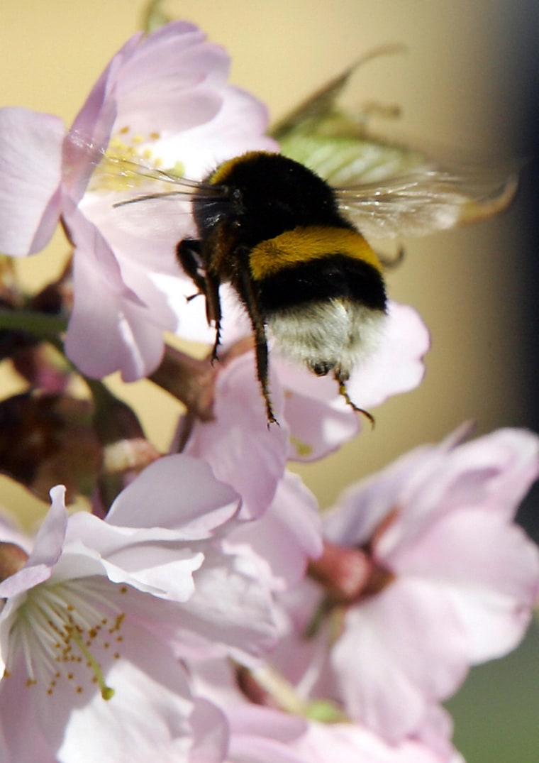 A bumblebee collects pollen of a cherry