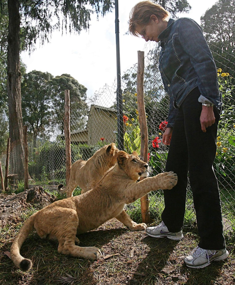 LIons in Addis