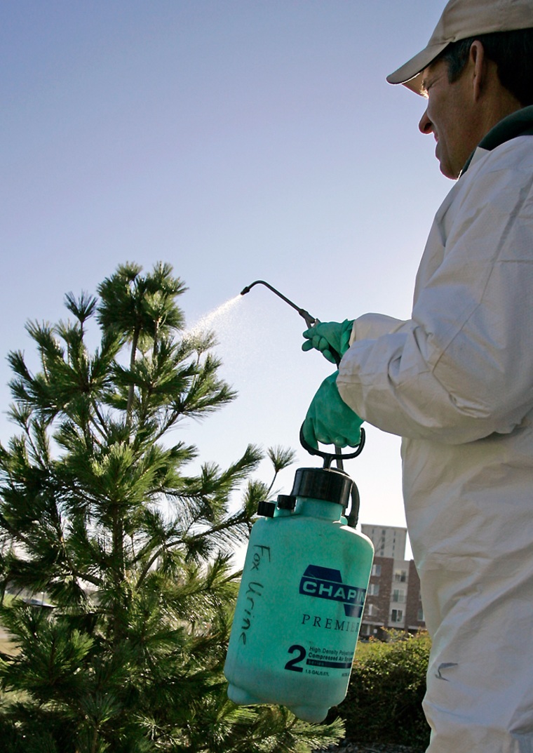 Kirby Baird of the University of Nebraska landscape services department in Lincoln, Neb., sprays a tree with fox urine in an effort to deter tree thieves who might chop it down and use it as a Christmas tree.