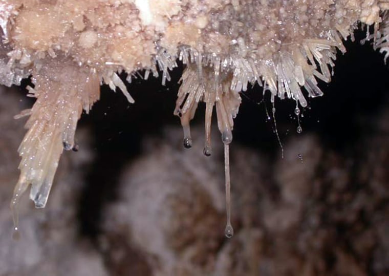 Snottite growing on wall and ceiling of cave.