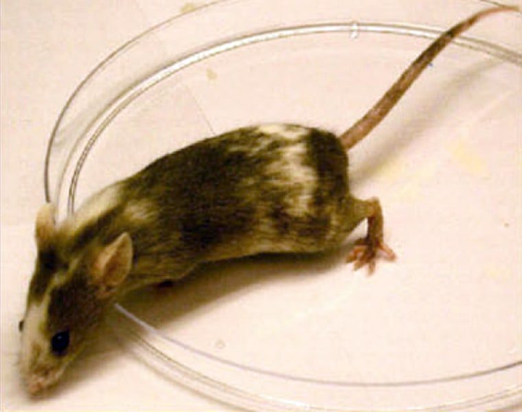 Stem cells programmed to produce black-coated mice were injected into early embryos of white-coated mice. The resulting black-and-white fur of an adult mouse indicates that the stem cells had an effect on the embryo.