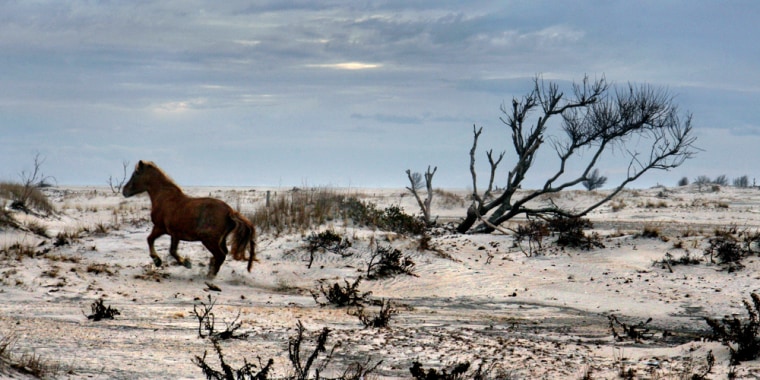 A wild horse runs on a beach-scape that should have a thicker growth of beach grass but has been thinned out by horses eating it, on Assateague Island.