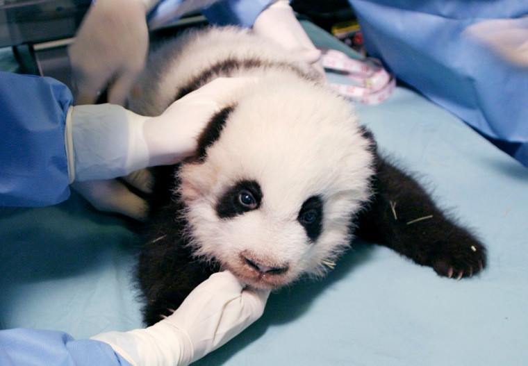 Giant panda cub receives its weekly health check in Atlanta