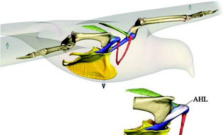 A computer model of a pigeon shows the acrocoracohumeral ligament (see AHL in detail at lower right), a short band of tissue that connects the humerus to the shoulder joint in birds and was a critical element in the evolution of flight. 