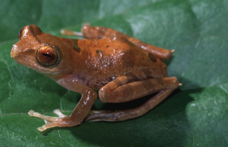 Scientists have discovered more than 52 new species of plants and animals in Borneo, including this tree frog.