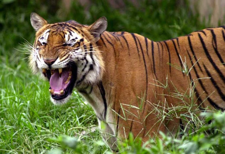 A Royal Bengal tiger at the Dhaka zoo in Bangladesh, in a 2003 photo.