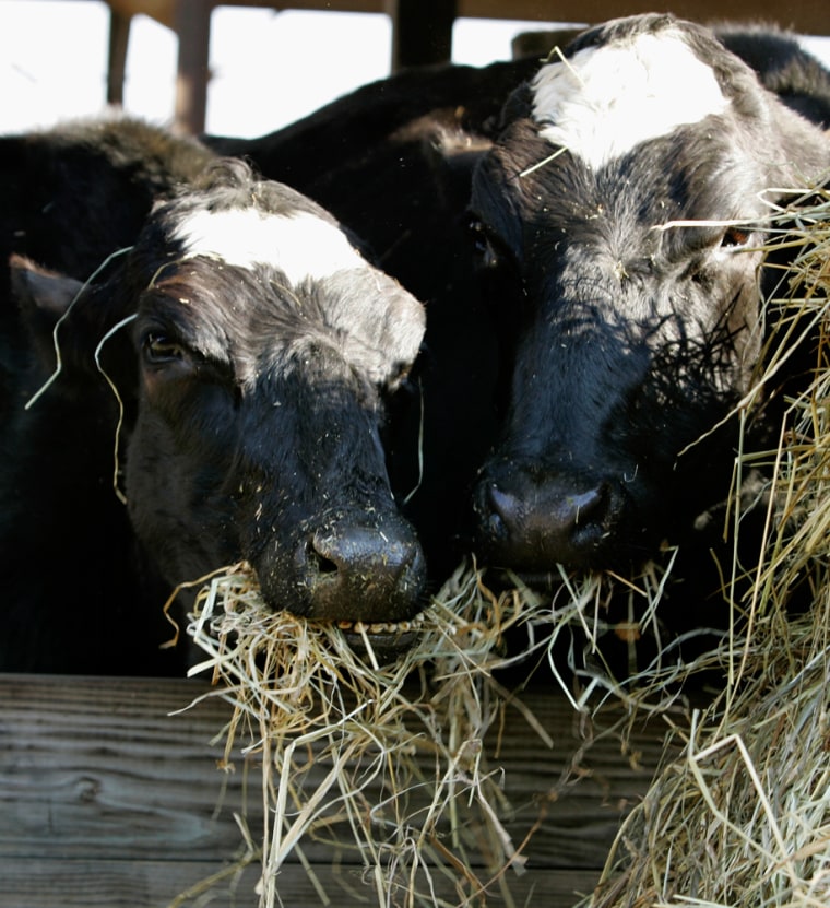 Cloned dairy cows Cyagra, left, and Genesis, right, chew on hay at Greg Wiles' farm in Williamsport, Md.