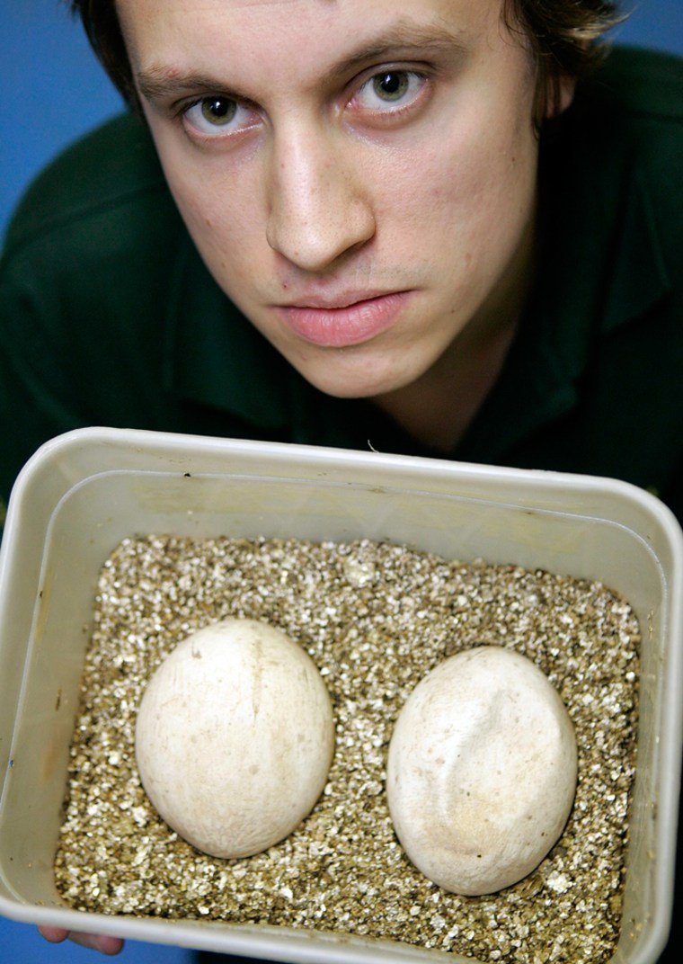Senior reptile keeper Matt Swatman shows two eggs laid by female Komodo Dragon Flora at Chester zoo in Chester