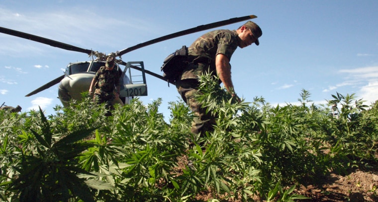 Mexican army soldiers destroy a marijuana field near the town of Aguililla, in the western Mexican state of Michoacan on Tuesday Dec. 19, 2006.