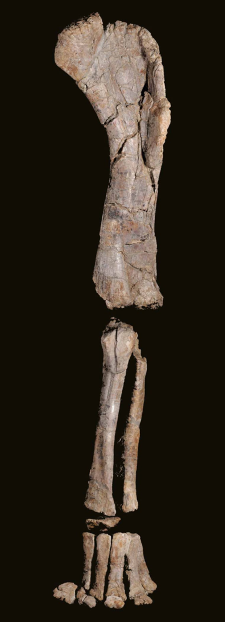 Left forelimb of the sauropod (3.5 meters tall).