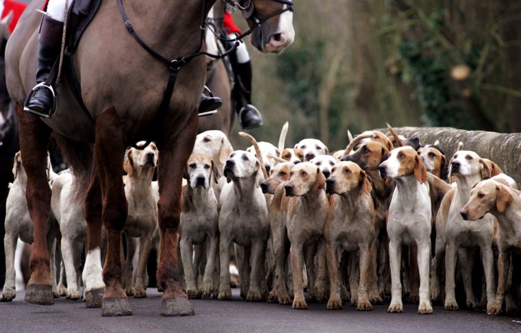Foxhunts Gather For Traditional Boxing Day Meet