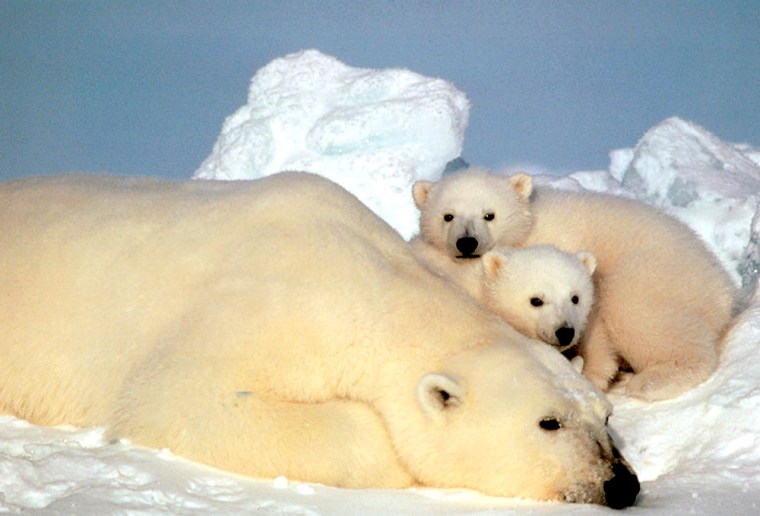 This undated photo released by the U.S. Fish and Wildlife Service shows a sow polar bear resting with her cubs on the pack ice in the Beaufort Sea in northern Alaska.