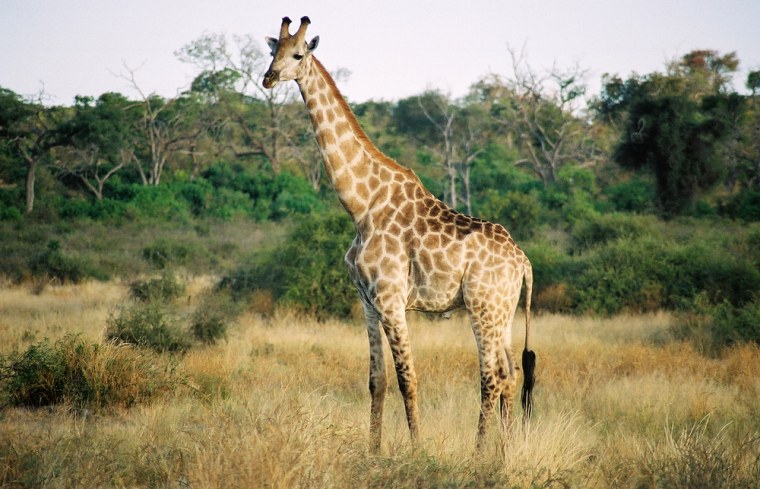 A giraffe grazes in Chobe National Park, Botswana. The Chobe National Park boasts one of the greatest concentrations of game found on the African continent.
