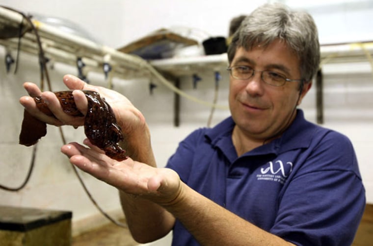 Leonid Moroz with a marine snail at the University of Florida Whitney Laboratory for Marine Bioscience.