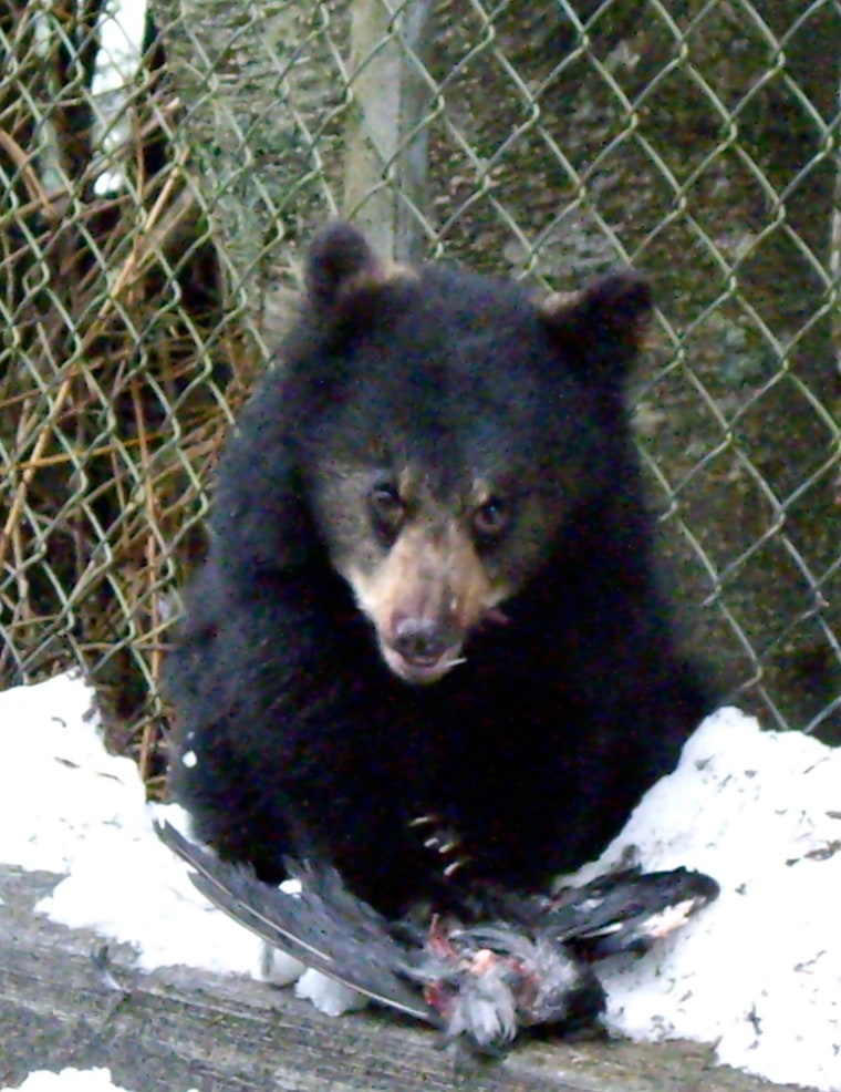 An orphaned black bear cub is prowling back yards on Douglas Island near Juneau, scrounging for anything to eat — dog food, bird seed, dead crows. Grant Hilderbrandt, a regional supervisor for the Division of Wildlife Conservation, said if the cub isn't captured, his chances of surviving are poor. 