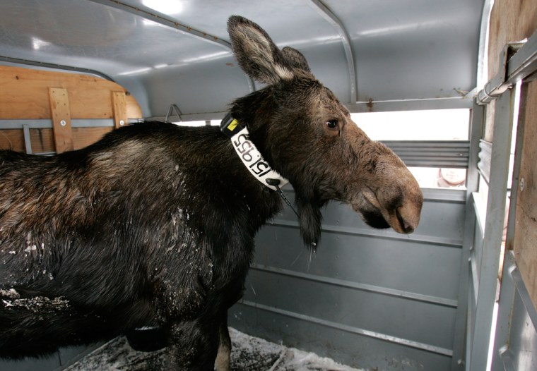 Outfitted with a radio collar a moose waits in a trailer ready for transport to Colorado on Friday, Jan. 5, 2007, east of Huntsville, Utah.  Up to 25 cows will be captured and sent out of state. (AP Photo/Douglas C. Pizac)