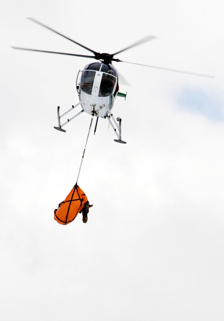 A helicopter flies a captured moose from the wild east of Huntsville, Utah on Friday to Colorado.