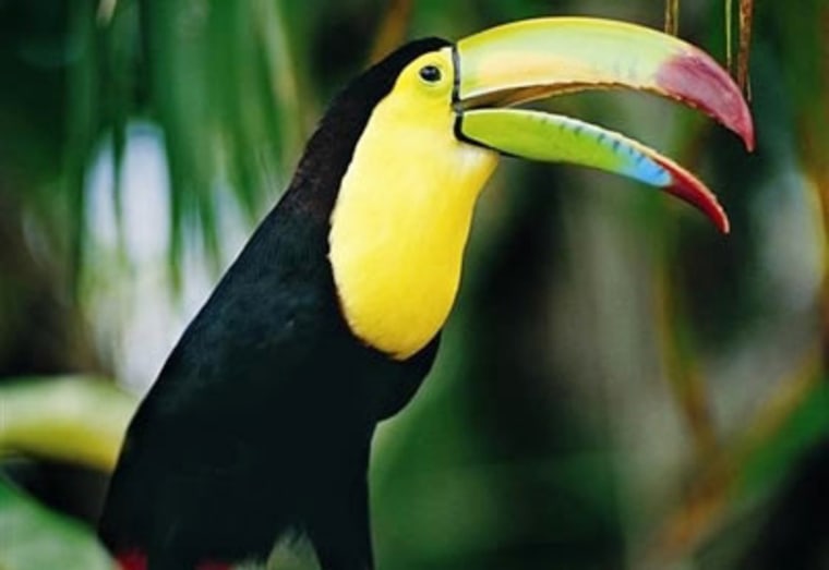 Over a quarter of Costa Rica's land consists of forests and wildlife preserves, making it a prime haven for spotting wildlife.