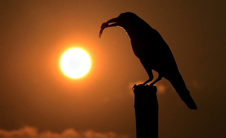 A crow sits on the bamboo with its haul of prey, silhouetted against the rising sun on the banks of the River Brahmaputra in Gauhati, India. A new study indicates crows and other big-brained birds survive better than smaller-brained species.
