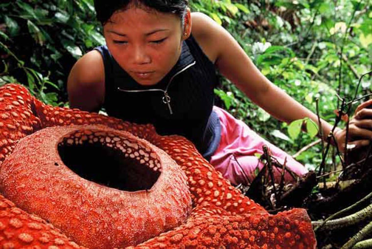 A woman leans over a rafflesia flower, which can spread 3 feet (1 meter) in diameter.