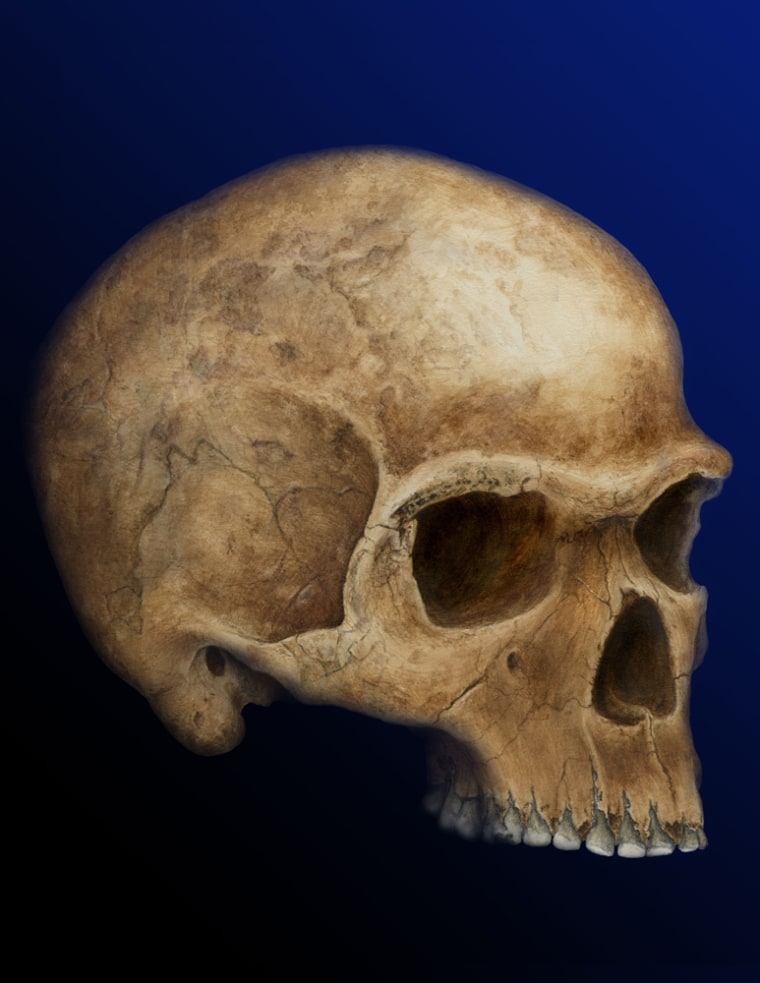 Artwork shows a skull discovered in 1952 near Hofmeyr, South Africa, which scientists have dated to about 36,000 years ago.