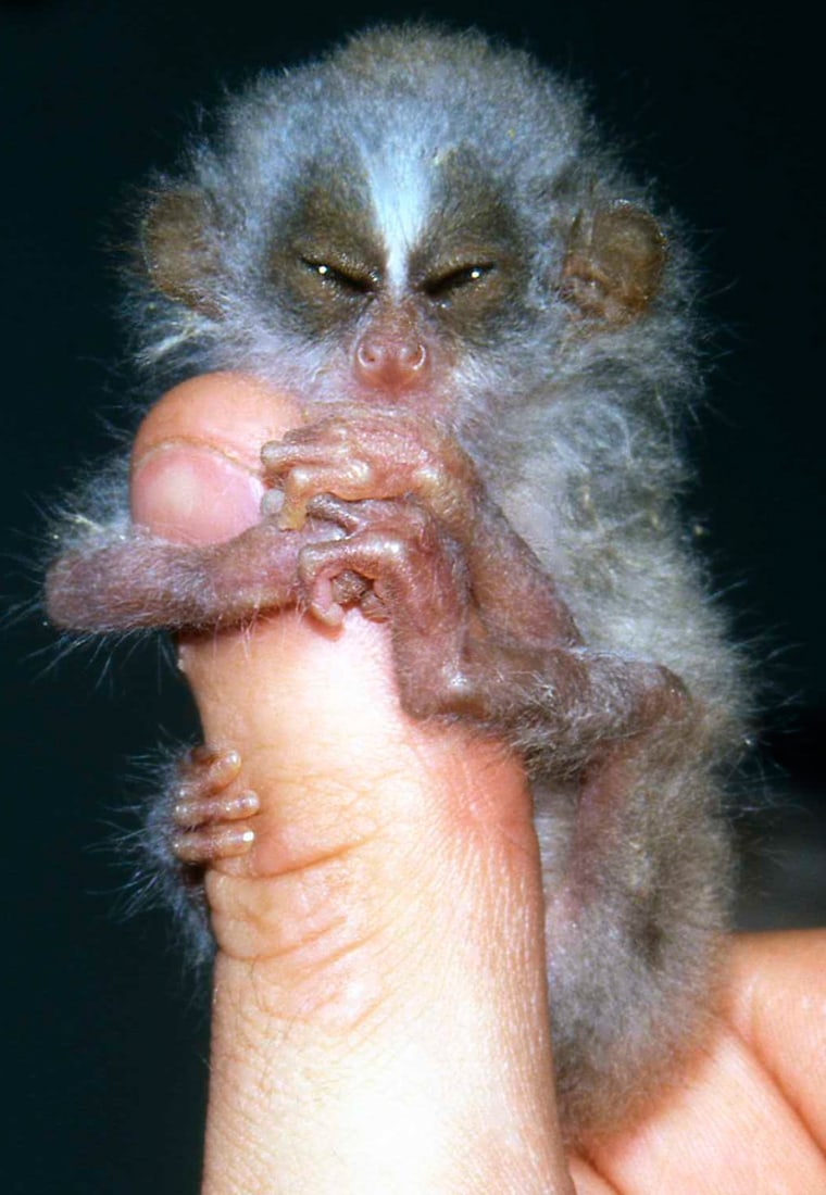 A baby Slender Loris is seen in this undated handout image released by the Zoological Society of London