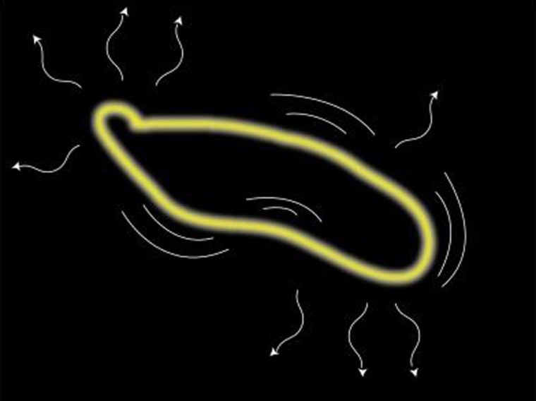 Cosmic superstring loops wiggle and oscillate, producing gravitational waves, then slowly shrink as they lose energy until they disappear. 